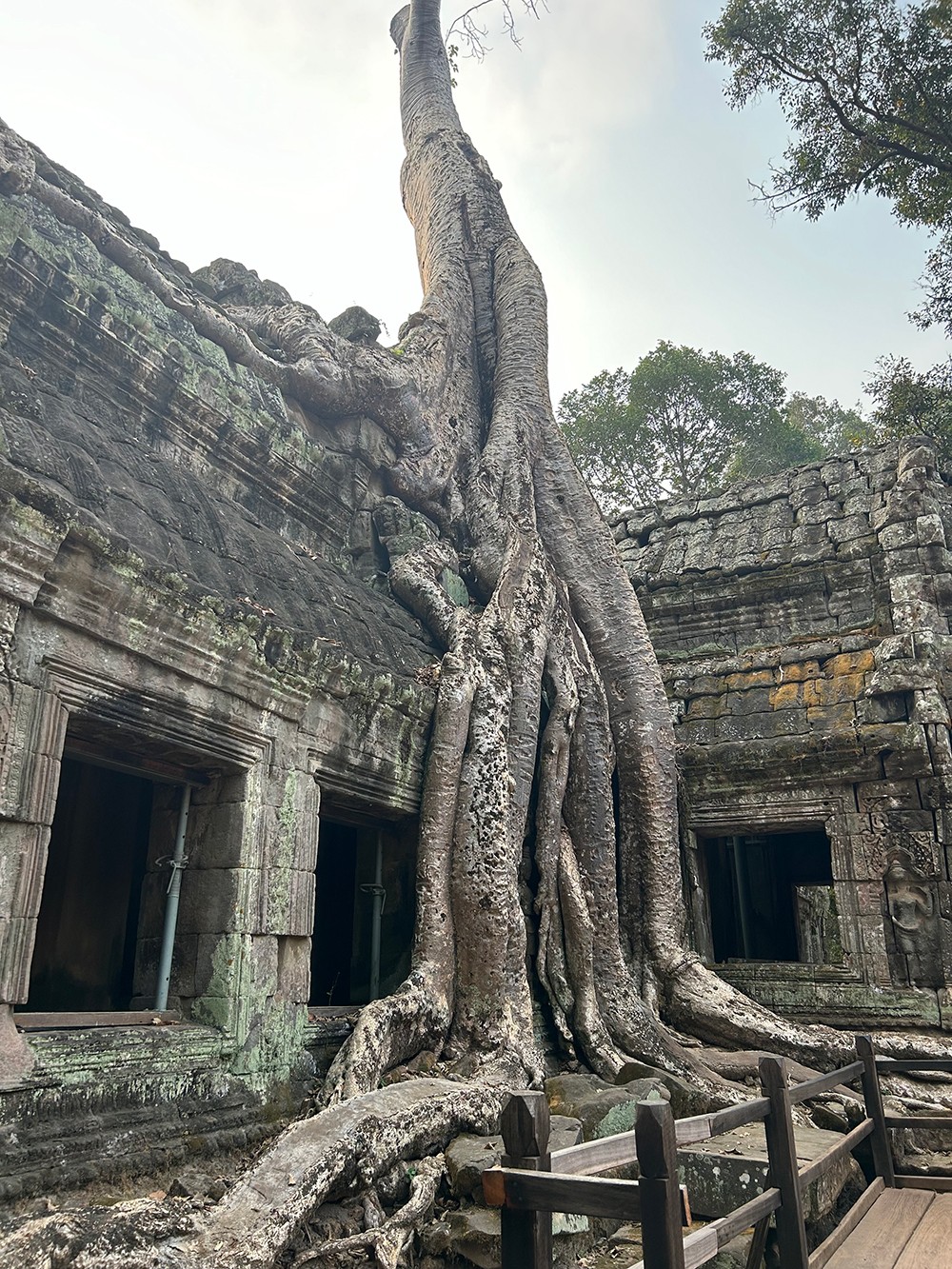 old tree