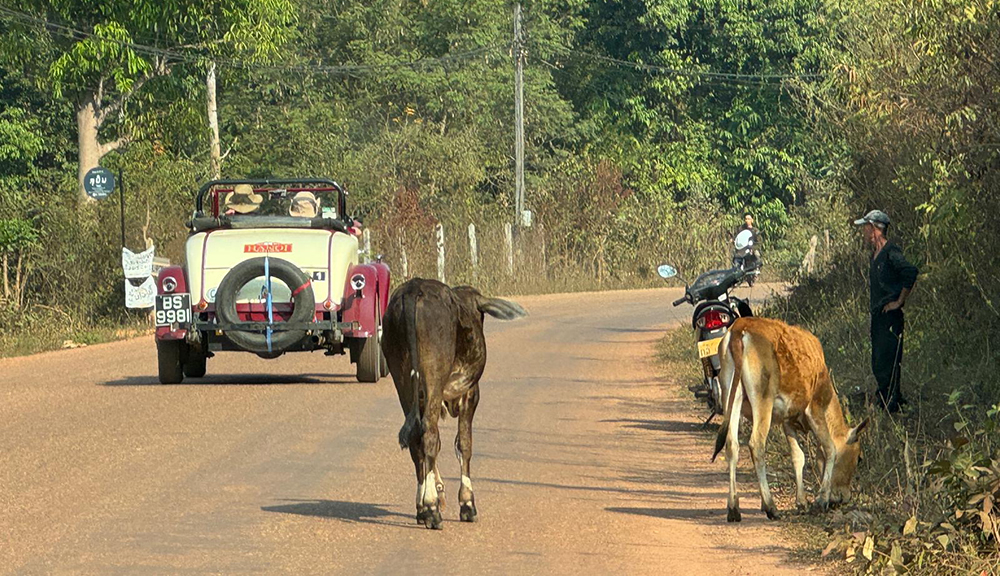 animals in the road